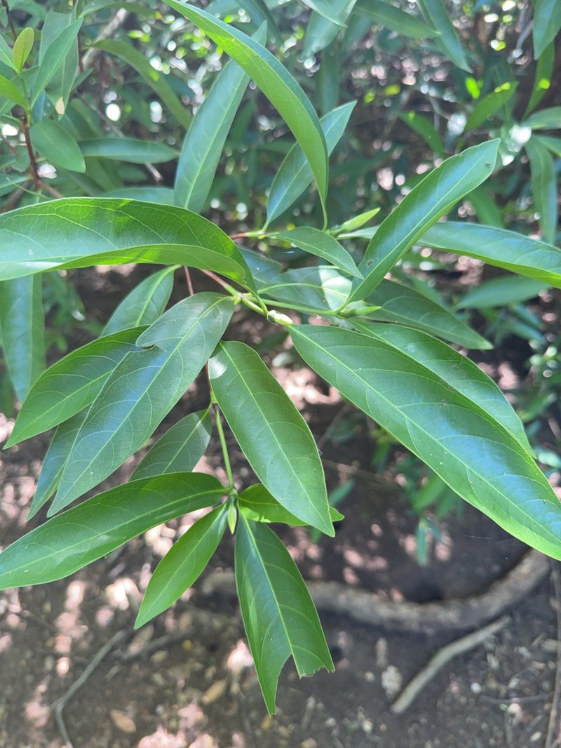 Alibertia edulis photo 6