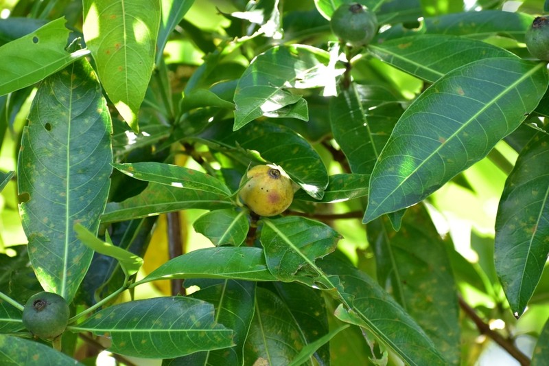 Alibertia edulis photo 7