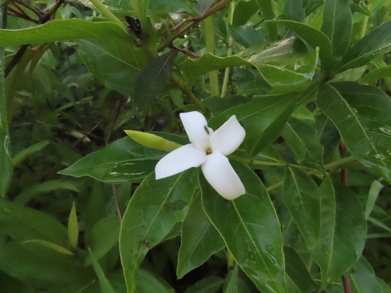 Alibertia edulis photo 8