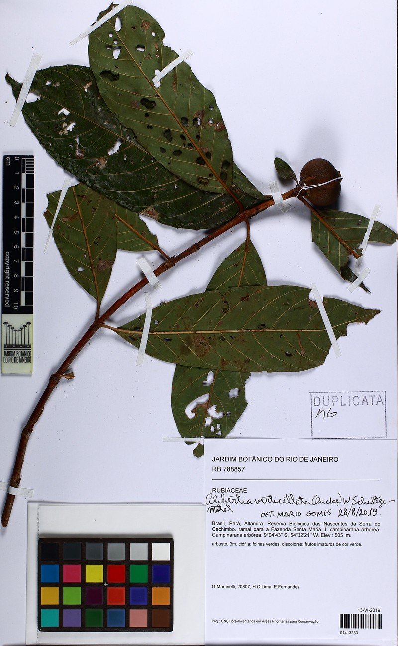 Alibertia verticillata