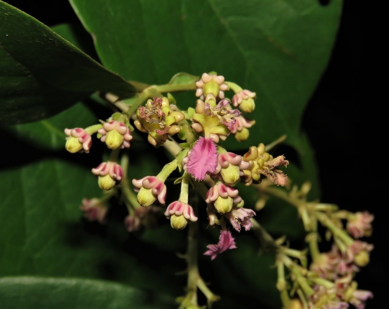 Alicia macrodisca