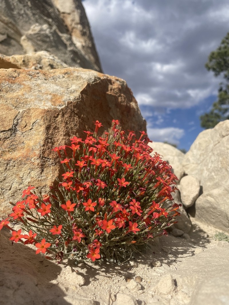 Rabbit Valley Gilia photo 2
