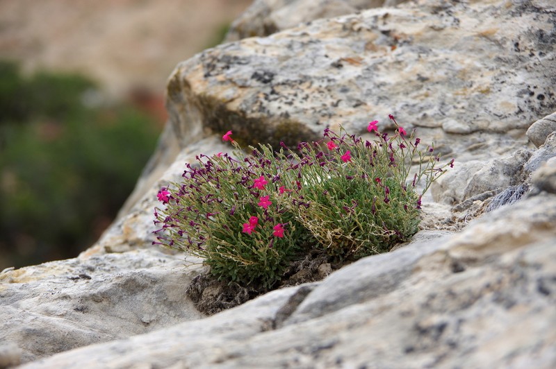 Rabbit Valley Gilia photo 3