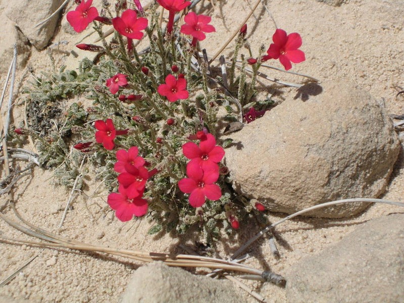 Rabbit Valley Gilia photo 4