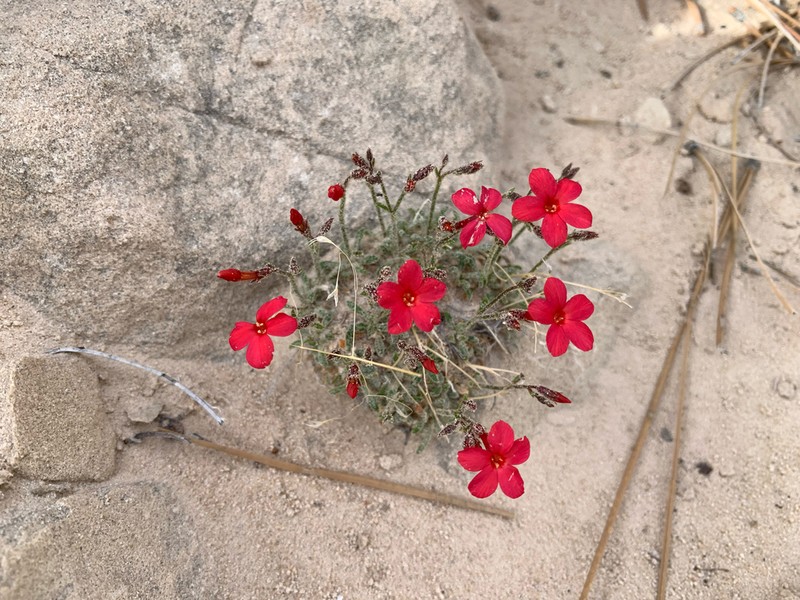 Rabbit Valley Gilia photo 5