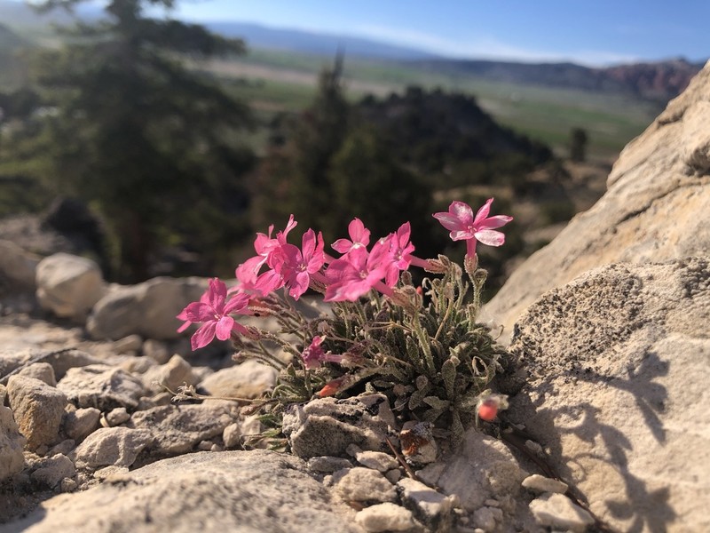 Rabbit Valley Gilia photo 6