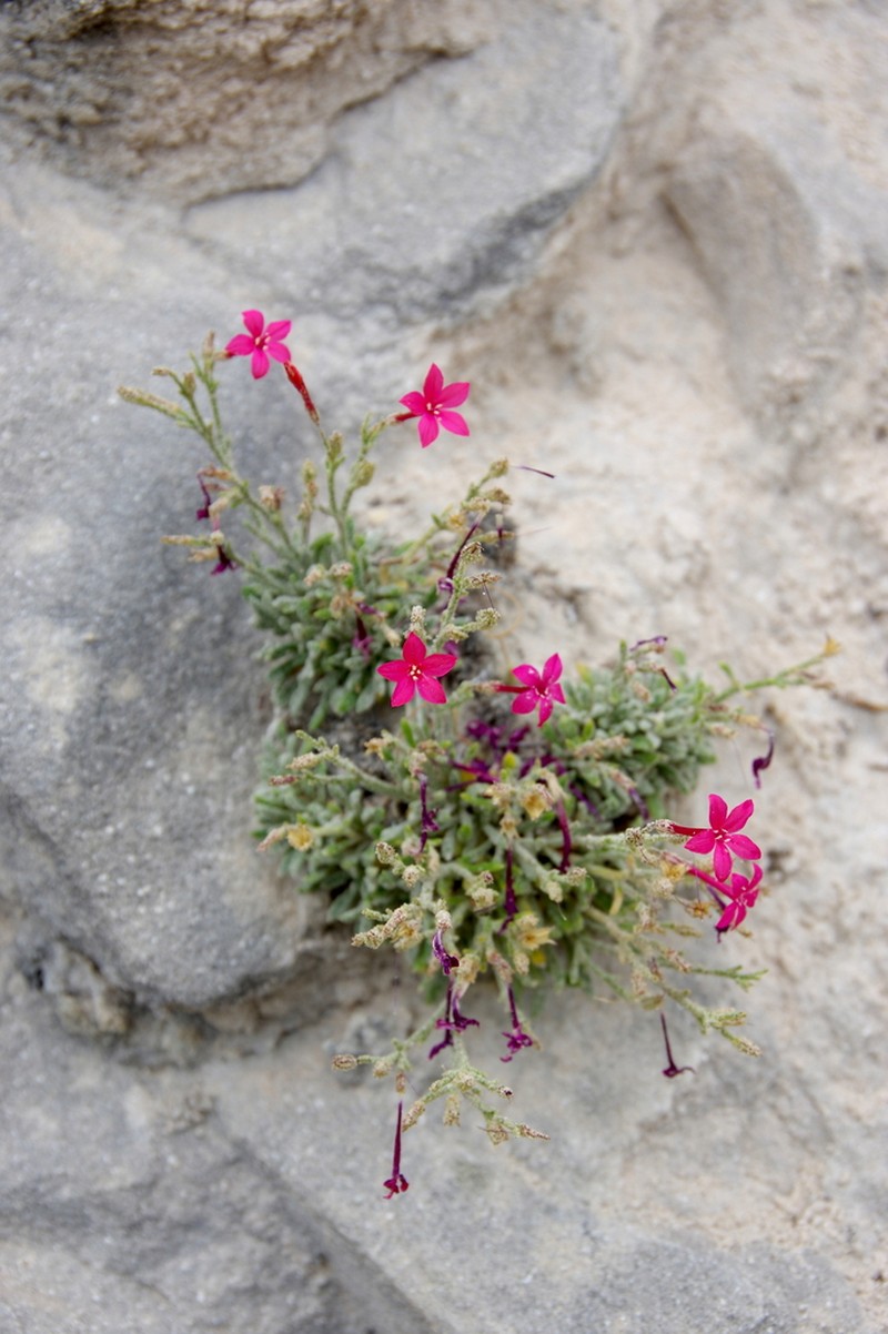 Rabbit Valley Gilia photo 7
