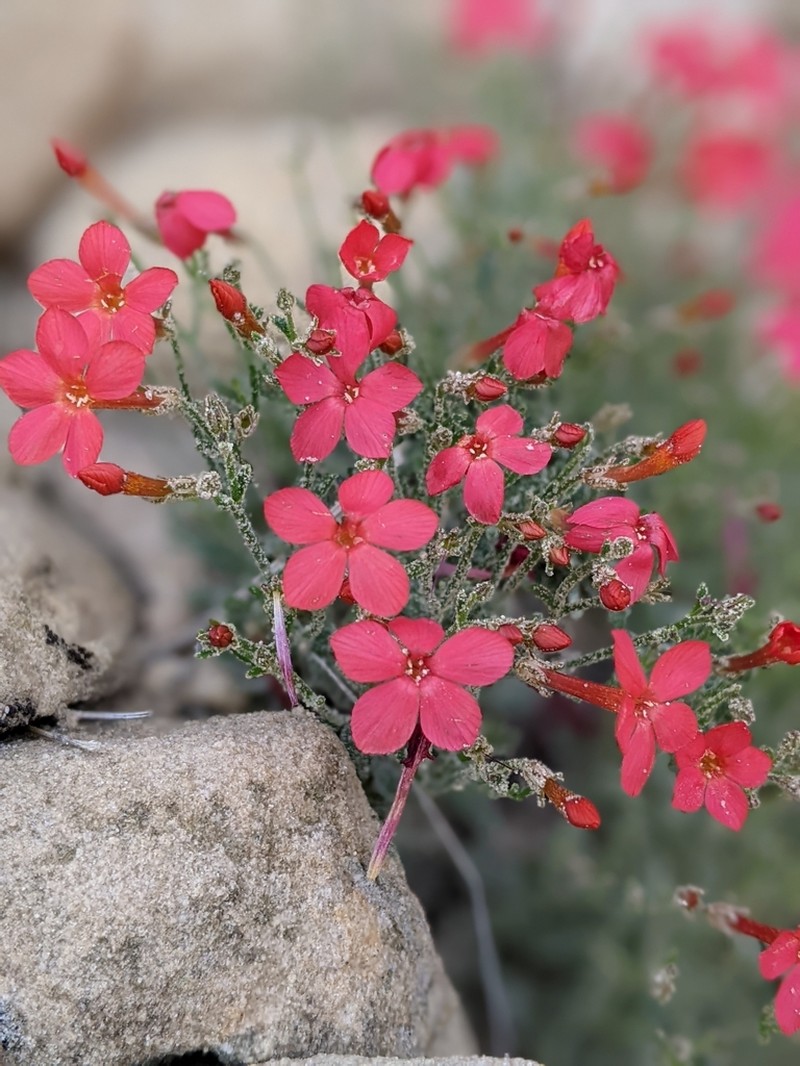 Rabbit Valley Gilia photo 8