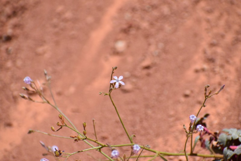 Aliciella cliffordii
