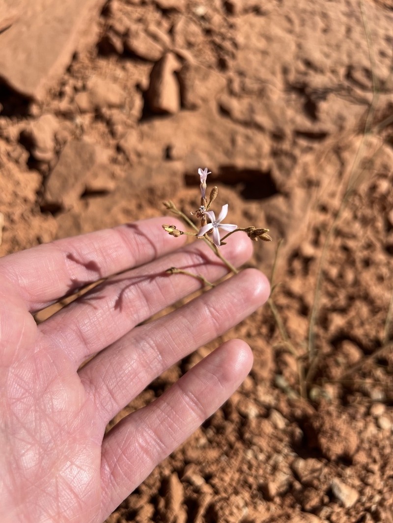 Aliciella cliffordii photo 2