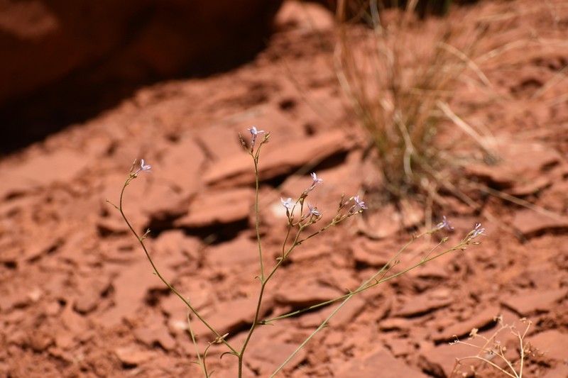 Aliciella cliffordii photo 3