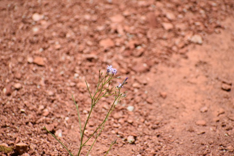 Aliciella cliffordii photo 6