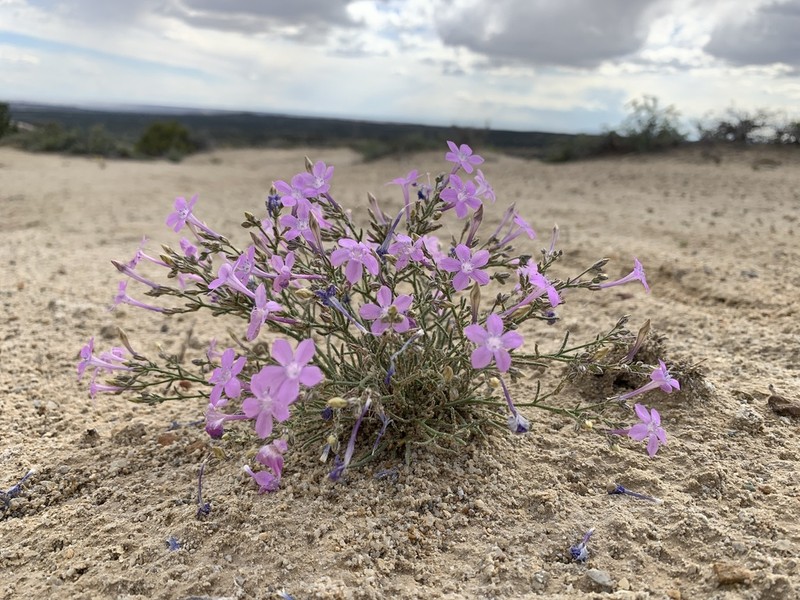 Aztec Gilia