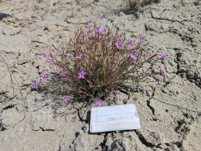 Aztec Gilia photo 2