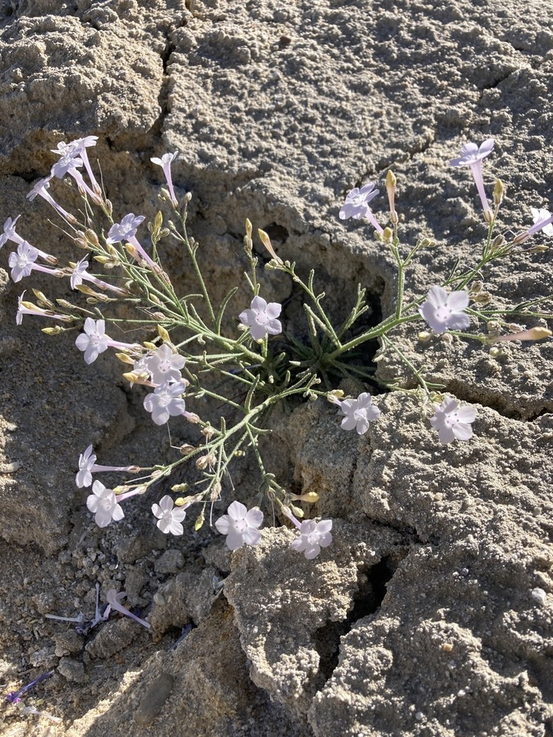 Aztec Gilia photo 3