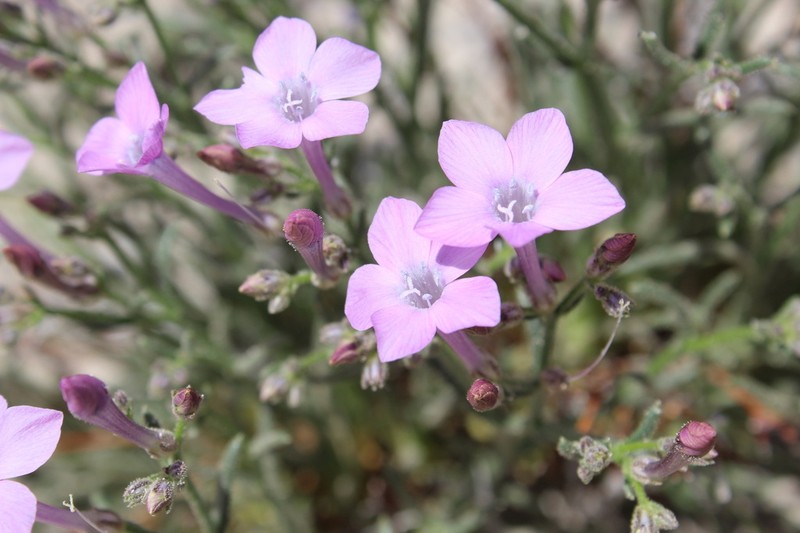 Aztec Gilia photo 4