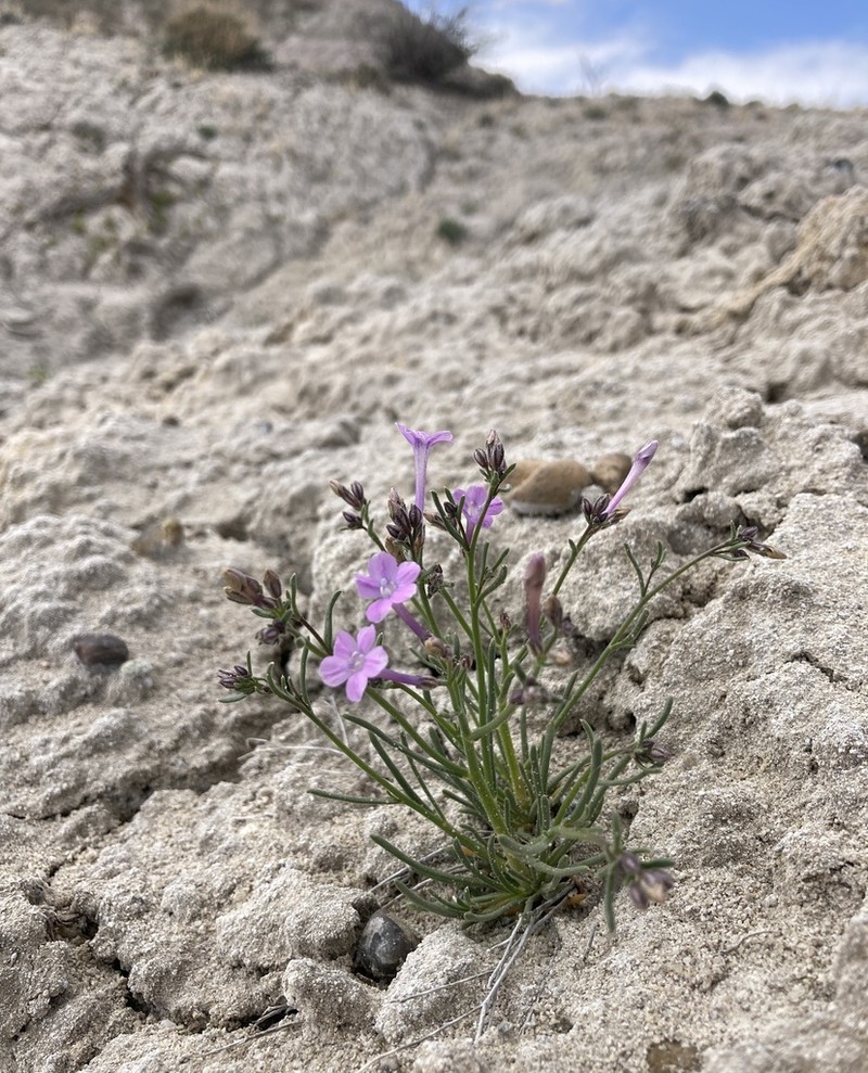 Aztec Gilia photo 5