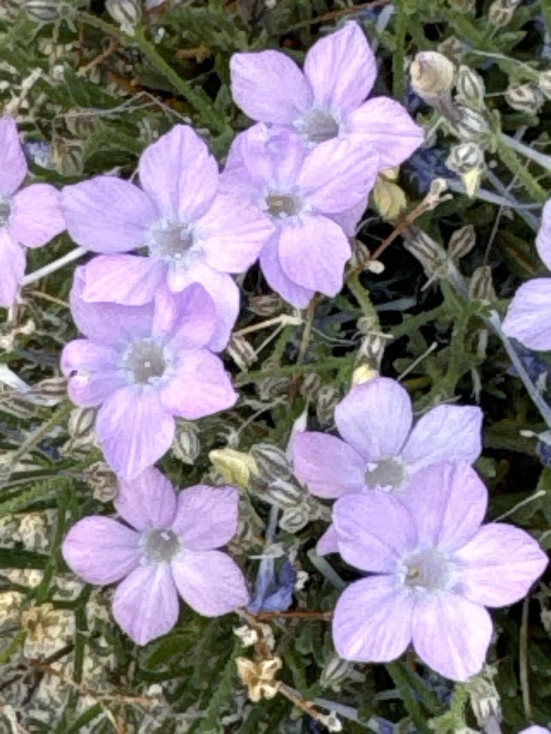 Aztec Gilia photo 6