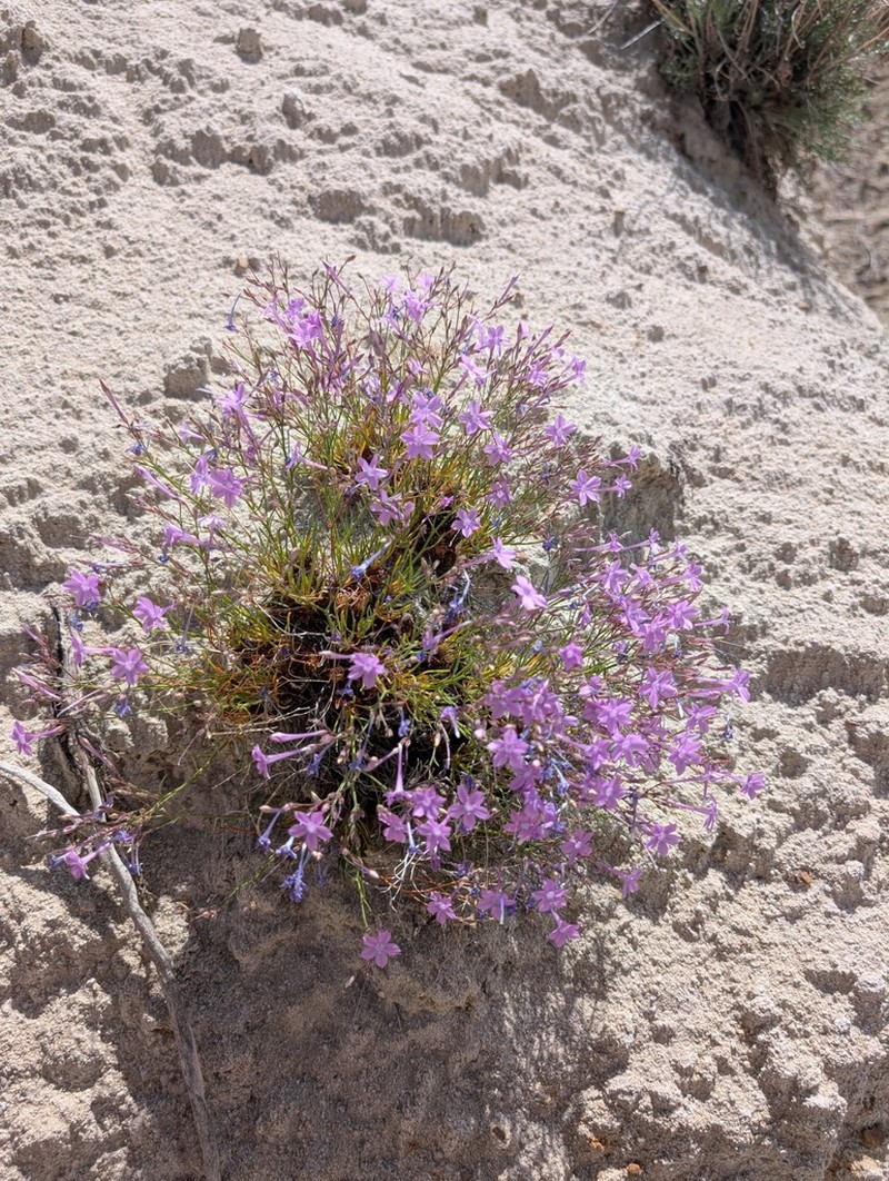Aztec Gilia photo 7