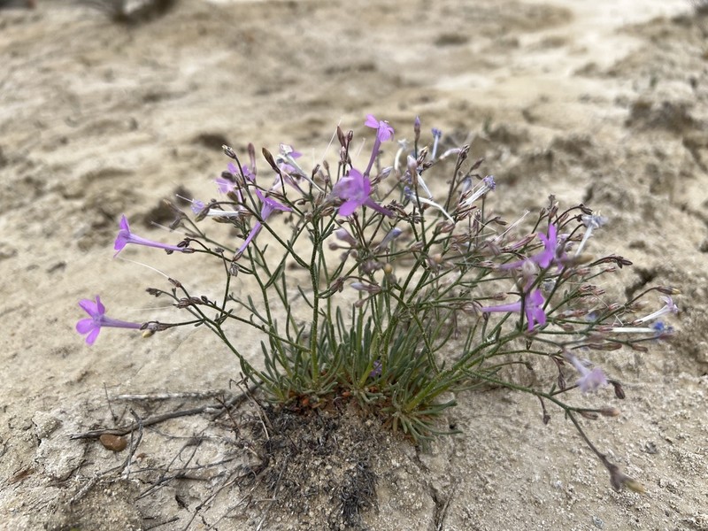 Aztec Gilia photo 8