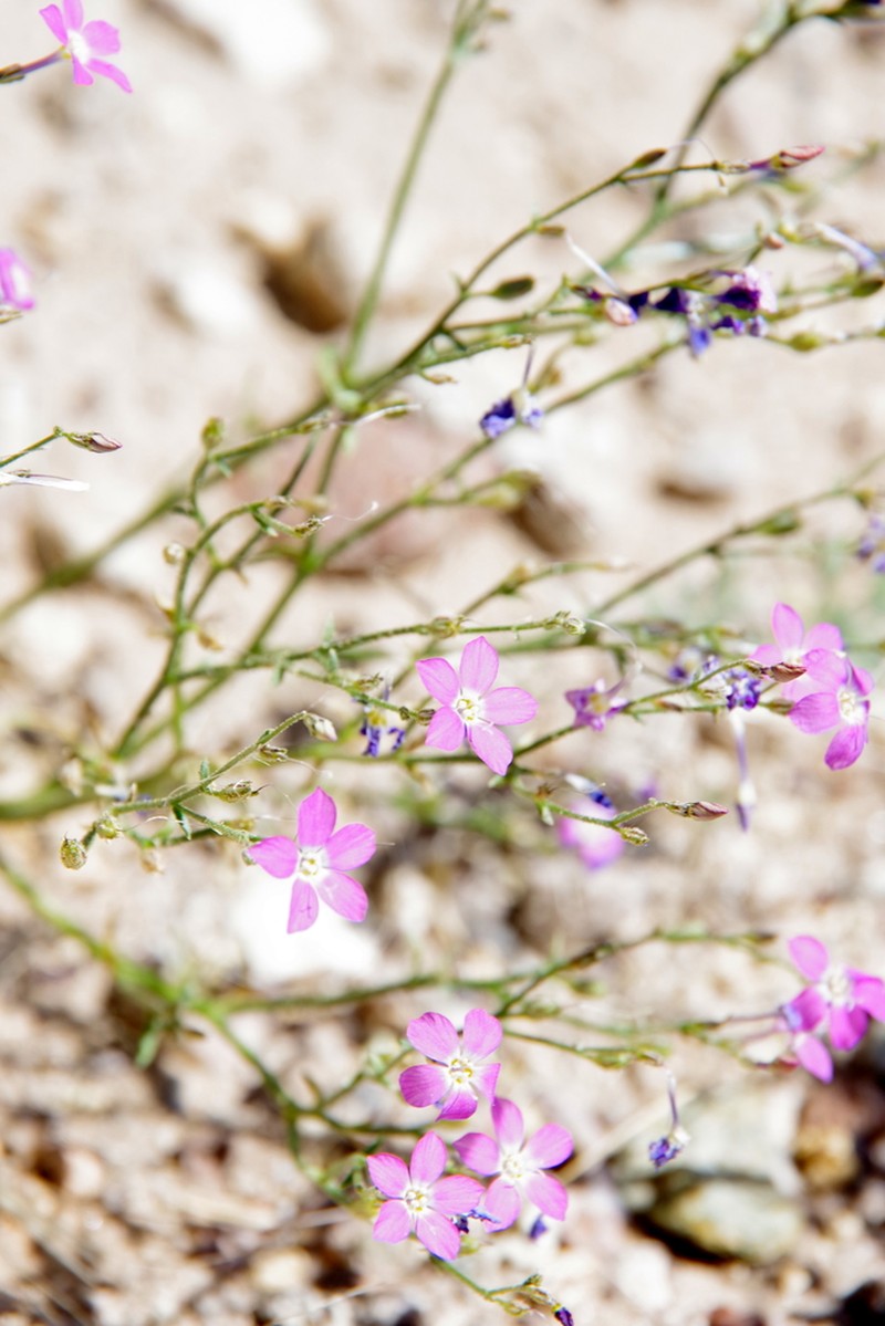 Cactus Flat Gilia