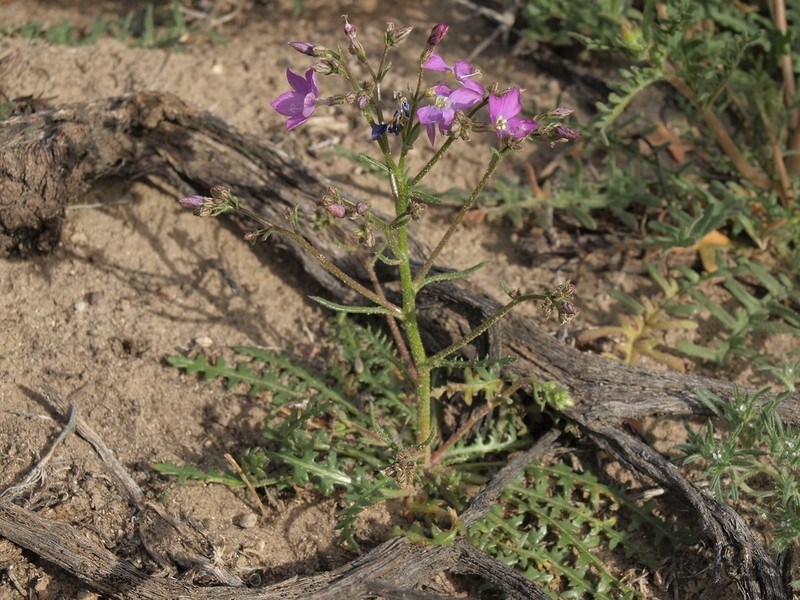 Cactus Flat Gilia photo 2