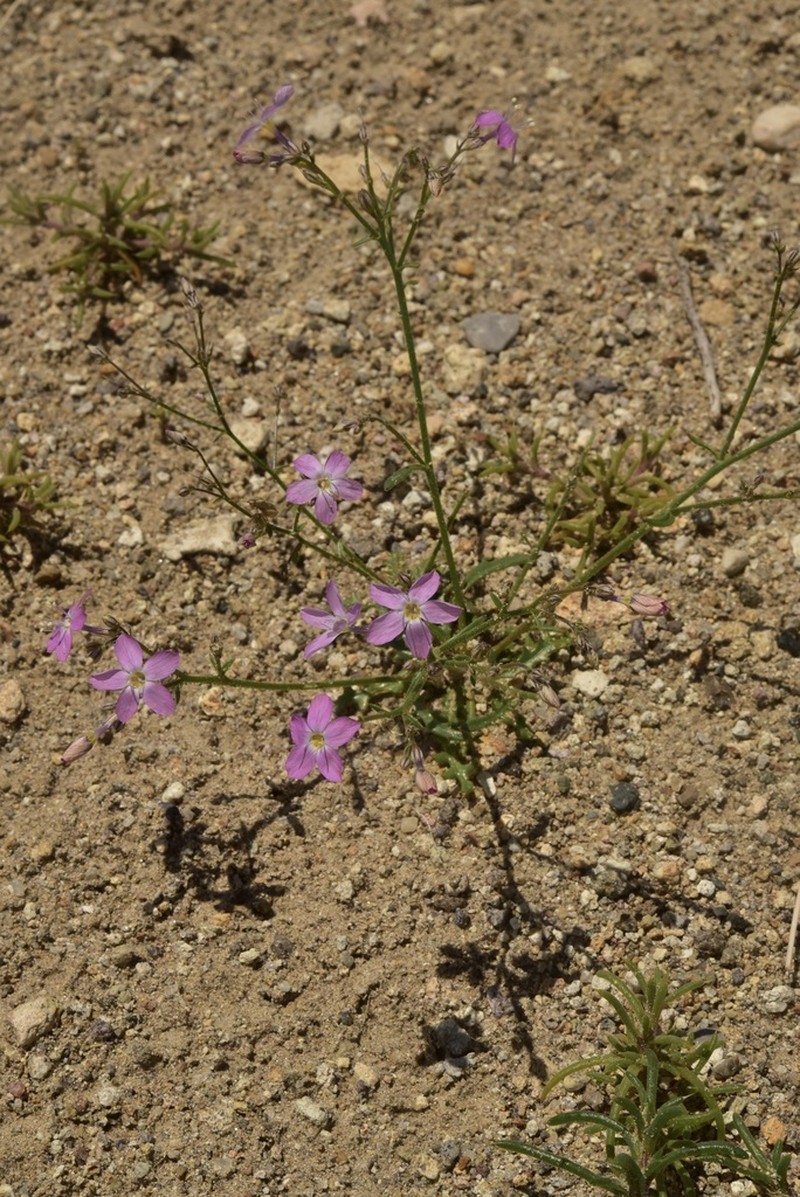 Cactus Flat Gilia photo 3