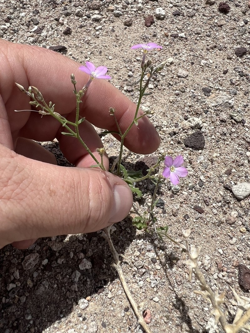 Cactus Flat Gilia photo 4