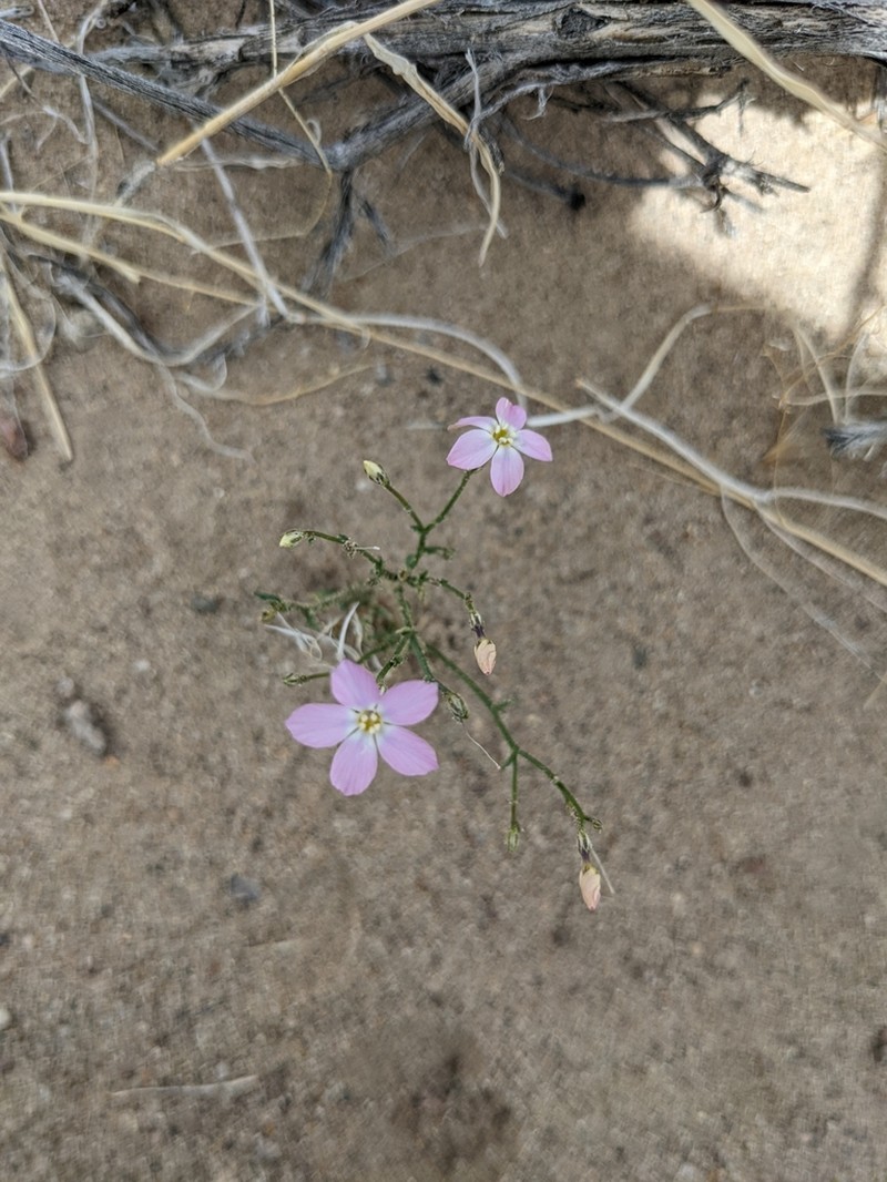 Cactus Flat Gilia photo 5