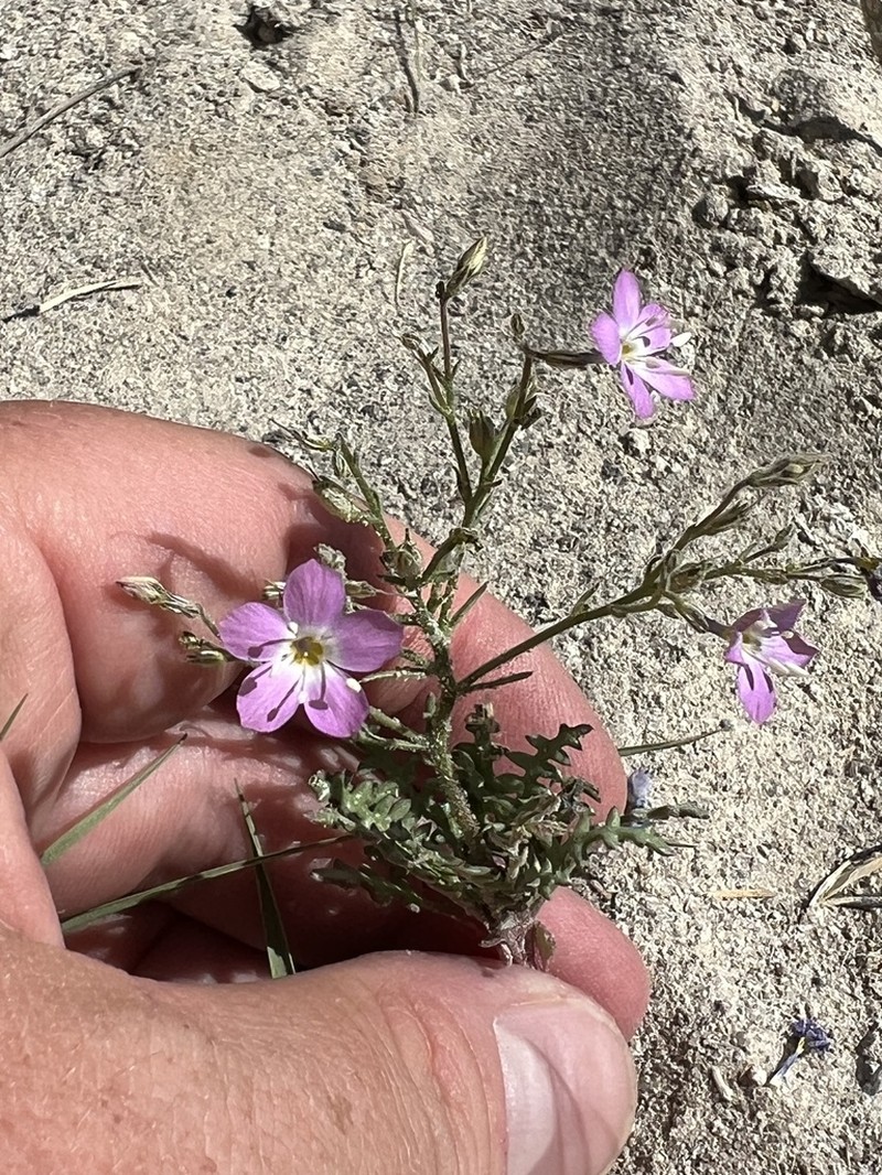 Cactus Flat Gilia photo 6