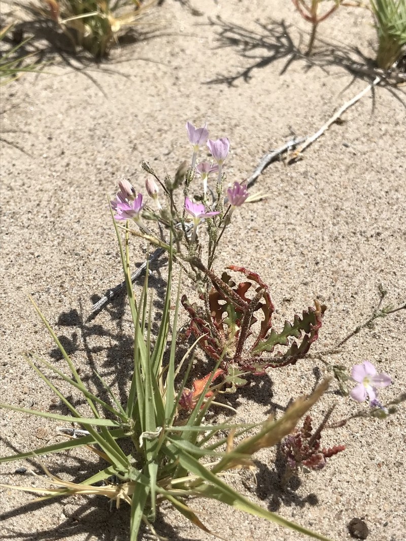 Cactus Flat Gilia photo 7