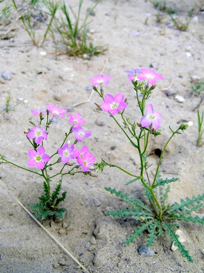 Cactus Flat Gilia photo 8