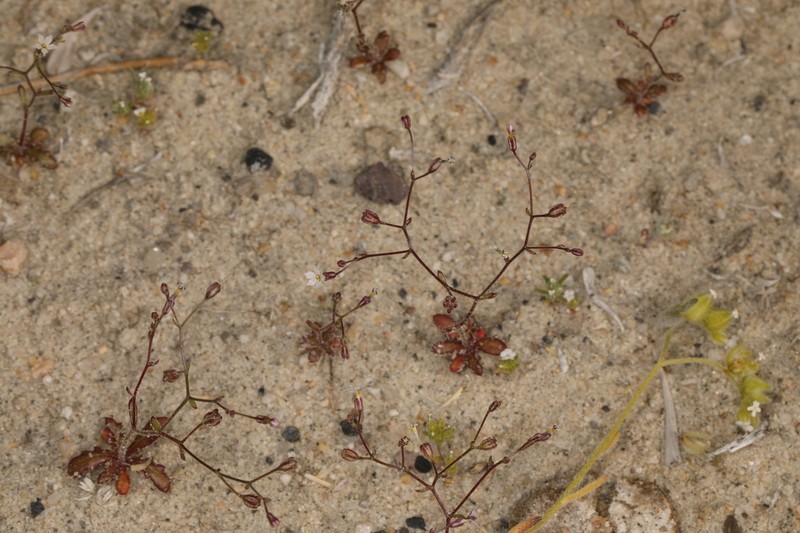 Aliciella humillima