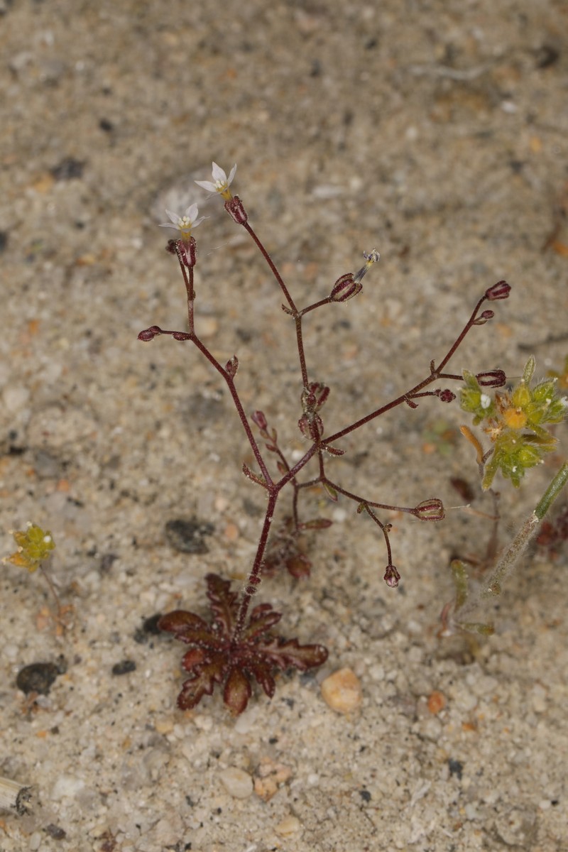 Aliciella humillima photo 5