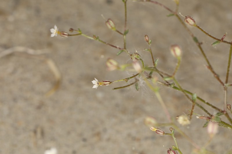 Aliciella humillima photo 8