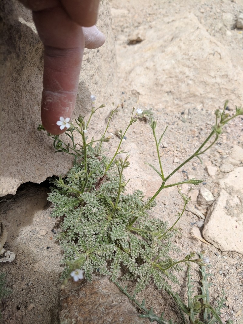 Desert Pale Gilia