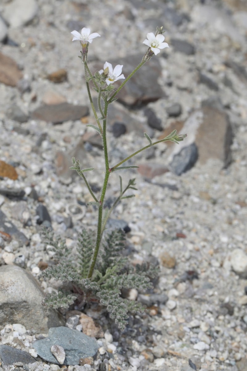 Desert Pale Gilia photo 2
