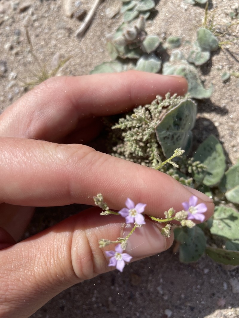 Desert Pale Gilia photo 3