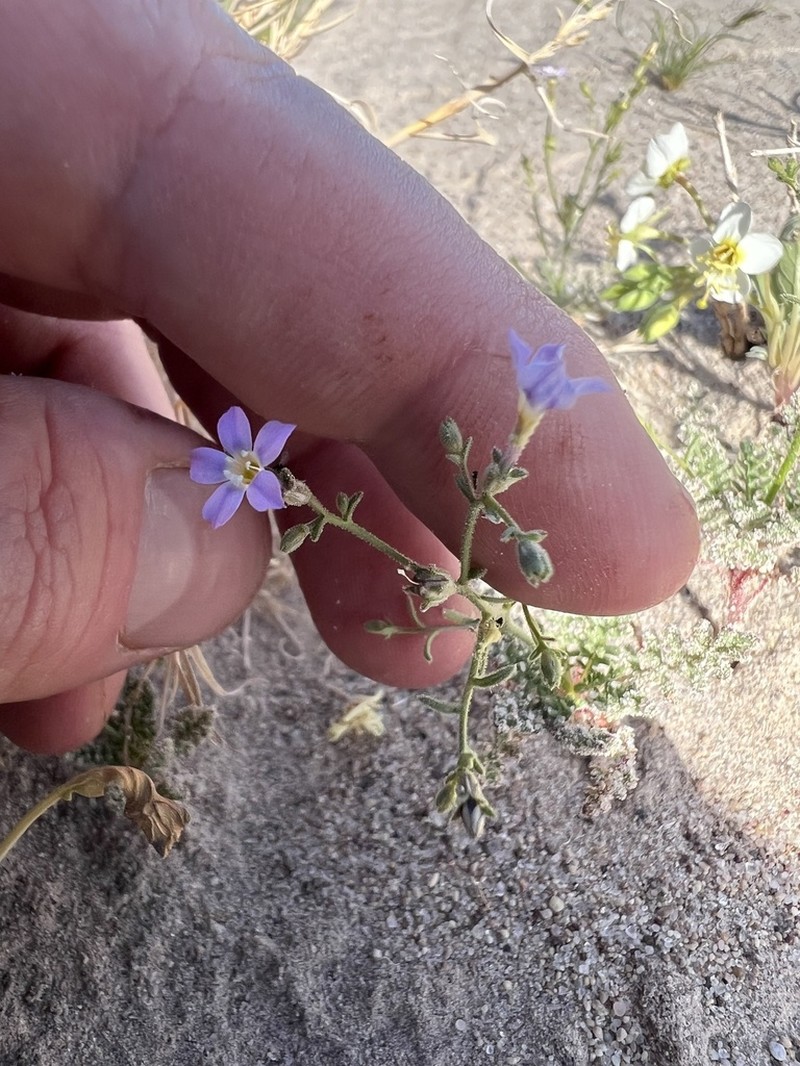 Desert Pale Gilia photo 4