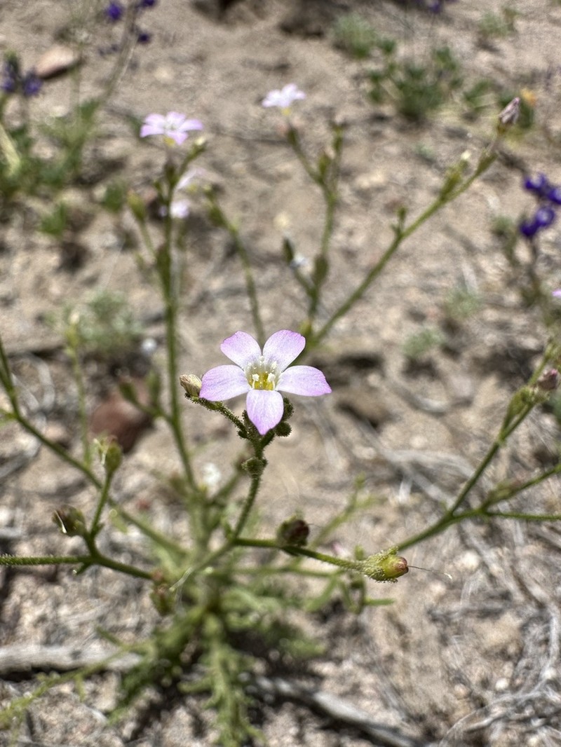 Desert Pale Gilia photo 5
