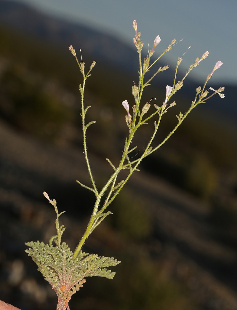 Desert Pale Gilia photo 6