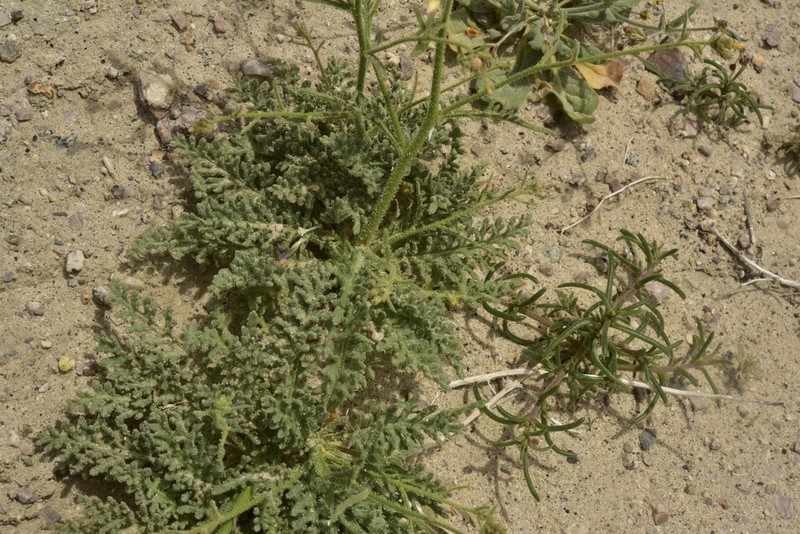 Desert Pale Gilia photo 7