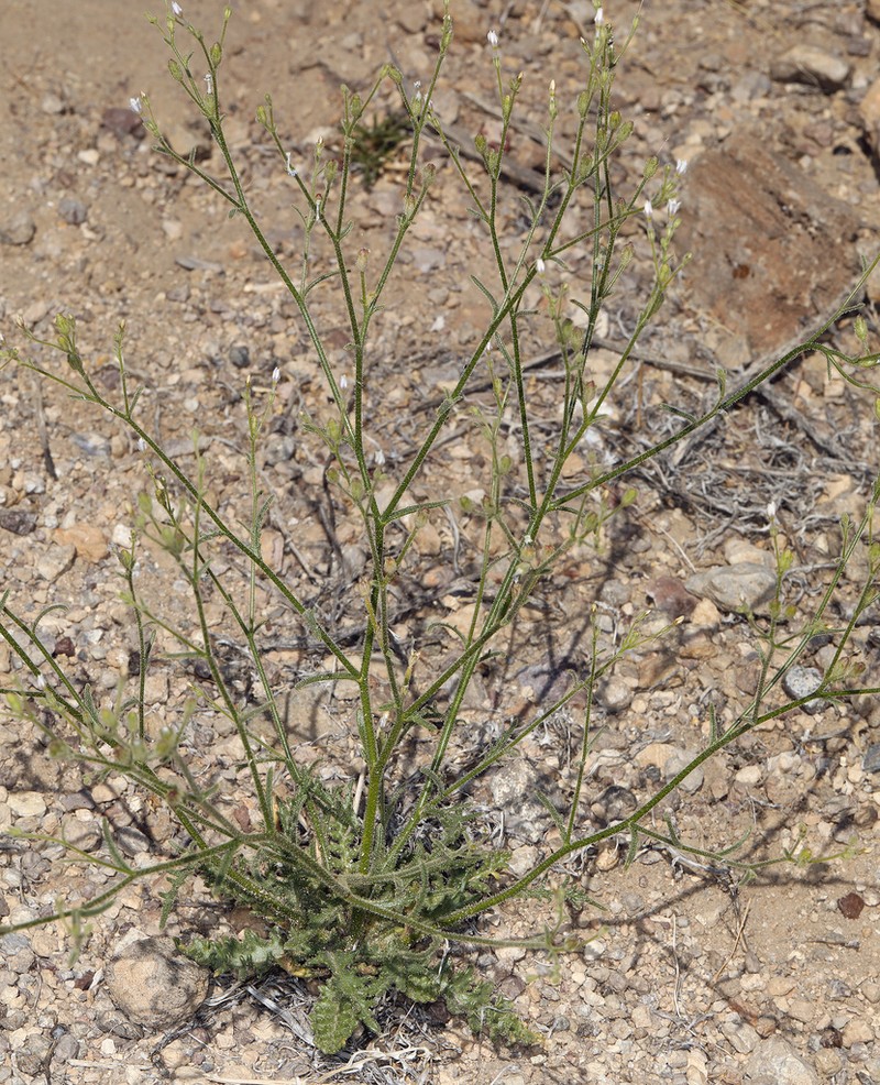 Desert Pale Gilia photo 8