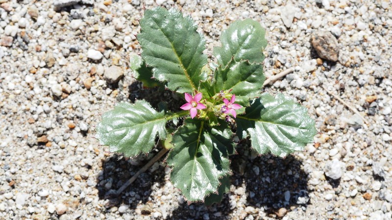 Broad-Leaf Gilia photo 2