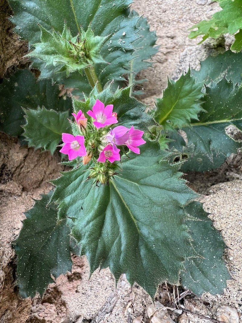 Broad-Leaf Gilia photo 3
