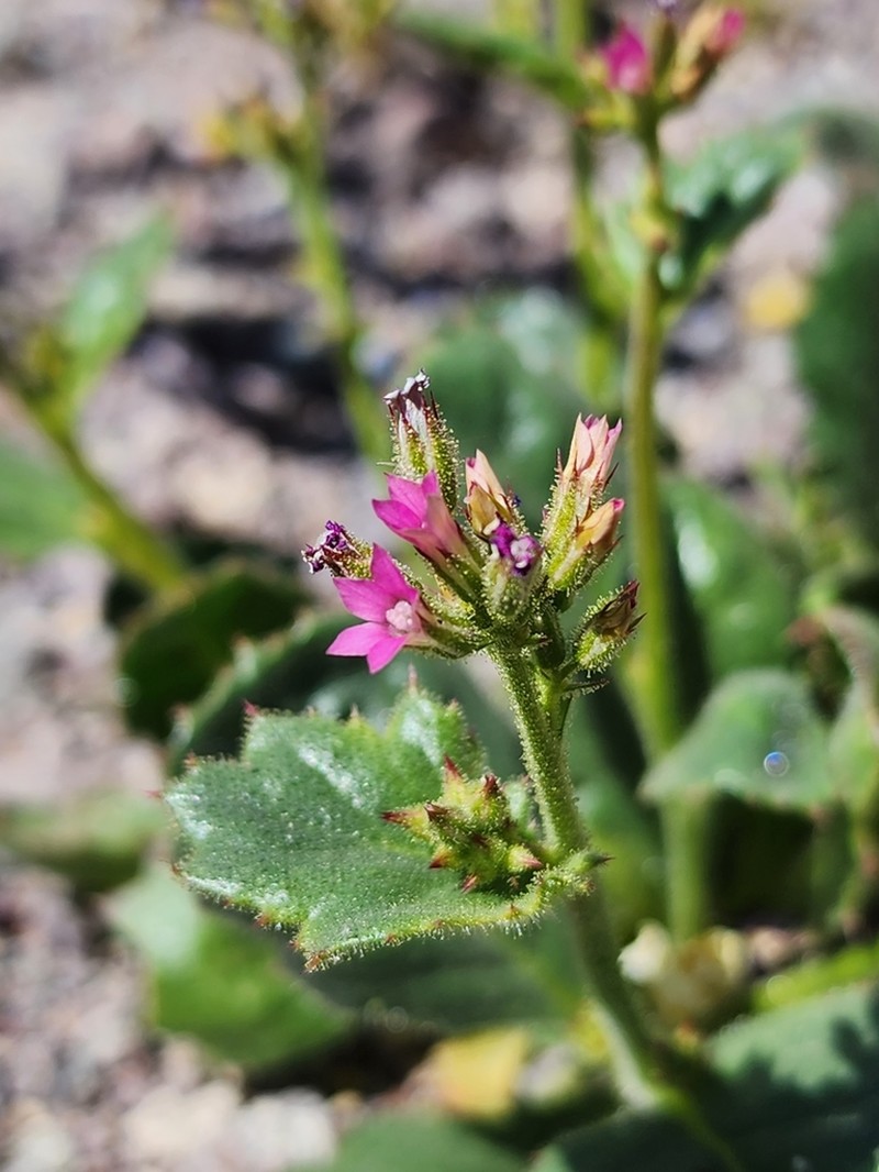 Broad-Leaf Gilia photo 4
