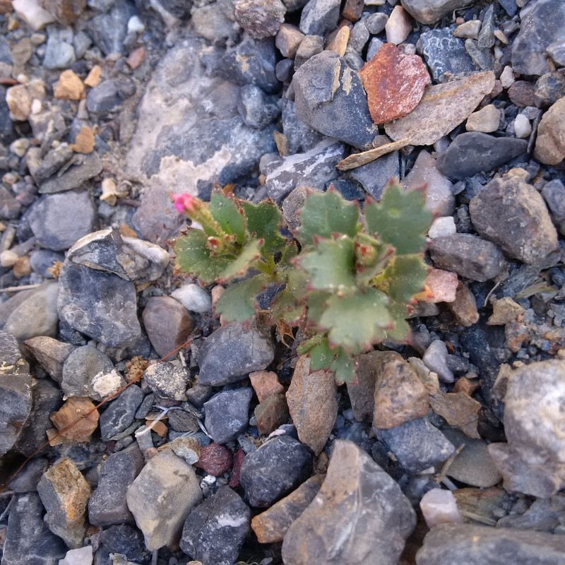 Broad-Leaf Gilia photo 5
