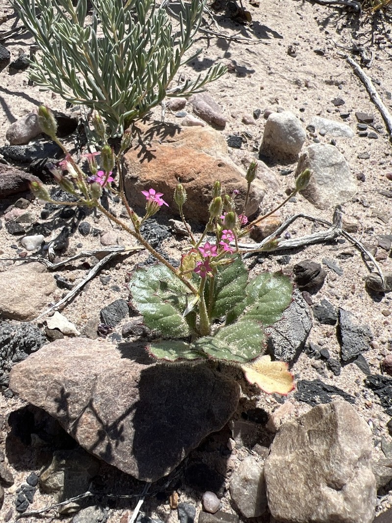Broad-Leaf Gilia photo 6