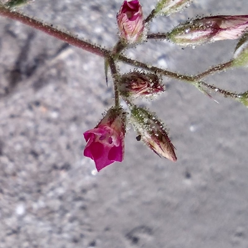 Broad-Leaf Gilia photo 7
