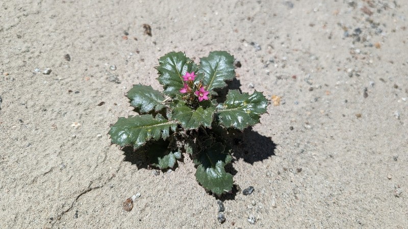Broad-Leaf Gilia photo 8